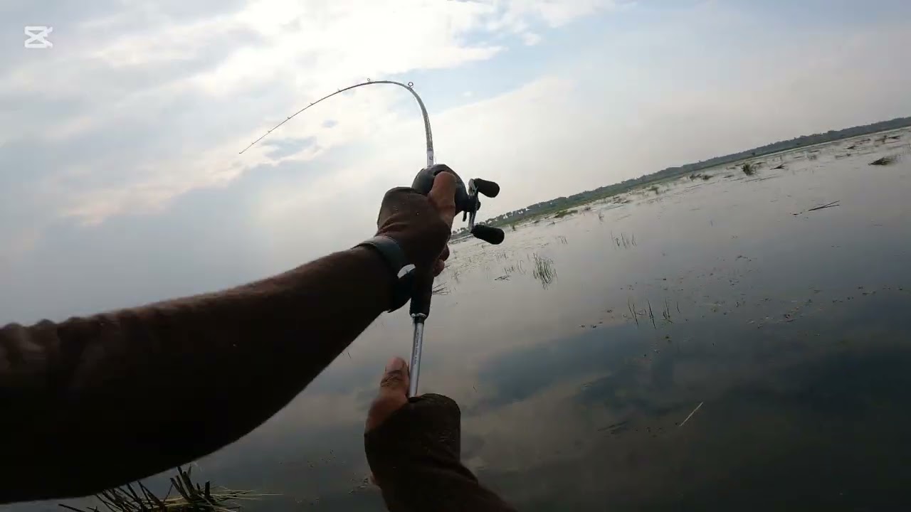 បឹងកេះប្រហែលជេីងចុងក្រោយហេីយបេីឆក់ៗយ៉ាងនឹង😏😥 #បបក់ត្រីបឹង #fishing #daiwafishing 