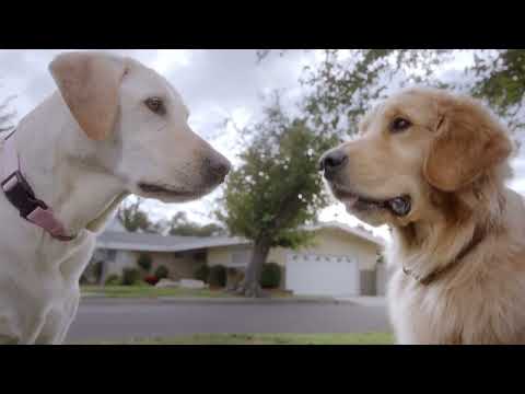 Video: Super Sniffer Dog padeda išnaikinti invazines mėsos rūšis