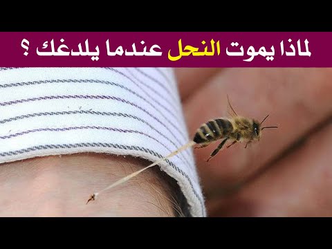 لماذا يموت النحل عندما يلسع الإنسان