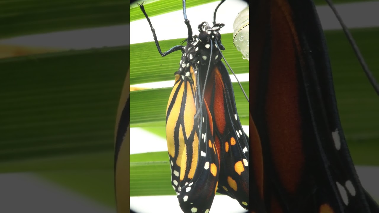 Monarch Butterfly Chrysalis - New Pet Explores Freedom (and the rain)! 3 mins l8r; 858am, 08-30-2025