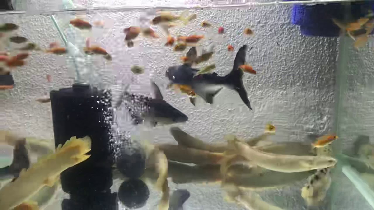 My 2ft” fish tank YouTube