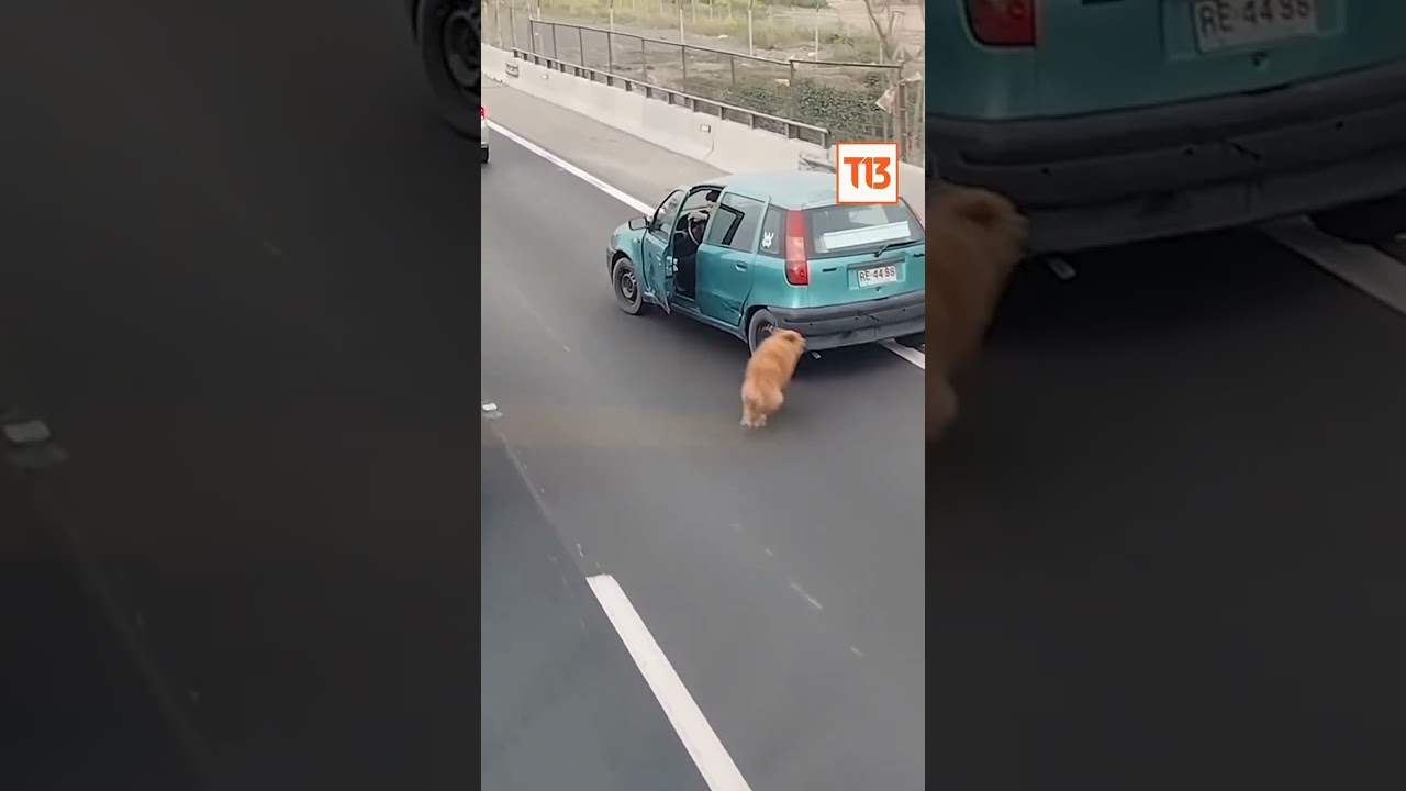 Drivers Stop Traffic to Save a Scared Dog
