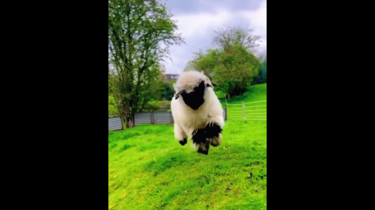 Cuteness Overload  Lambs That Can’t Stop Bouncing!🐑💖 