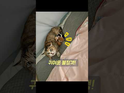 #동물 #동물키우기 #<strong>animals</strong>
