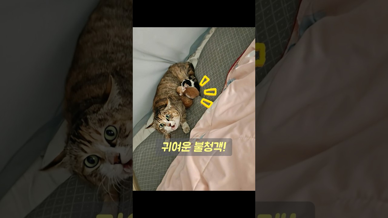 길고양이 어미가 새끼를 낳으려고 한 남성의 침대 위로 뛰어 올라왔다. #동물 #동물키우기 #animals