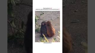 Momo-Chan Entered His Life, And Everything Changed