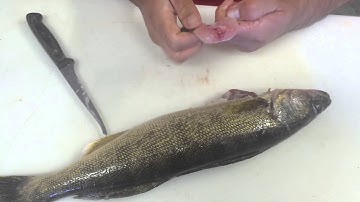 Cutting out walleye wings