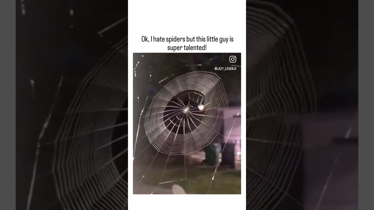 How spiders make their web