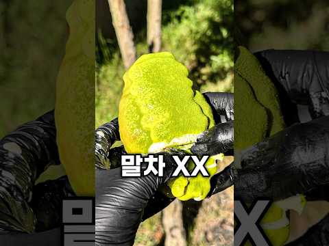 말차￼빵을 주문 하면 생기는 일 thumbnail