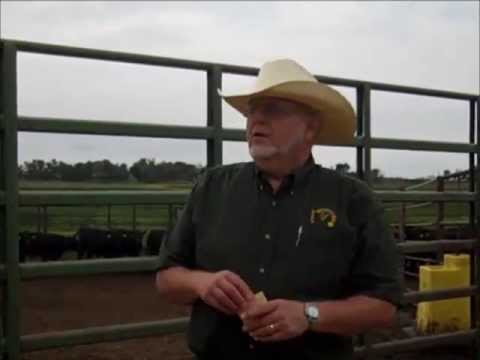 CREC Field Pea and Lentils as Animal Feed