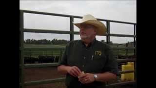 CREC Field Pea and Lentils as Animal Feed