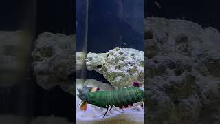 kuat banget sentilan 4k relax aquarium fish ikanpredator fishing ikan buntal aquascape