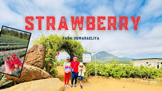 Exploring the Strawberry Farm Nuwara eliya by Travel With Family 235 views 2 months ago 3 minutes, 30 seconds