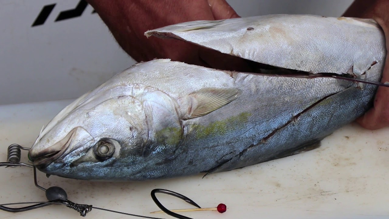 BAITS 2018 Preparing a Yellowtail flap bait for Sliding YouTube