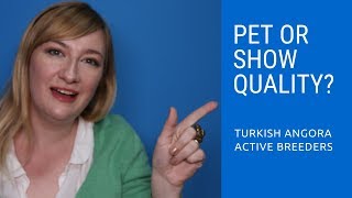 Pet or Show Quality Turkish Angora Kitten?