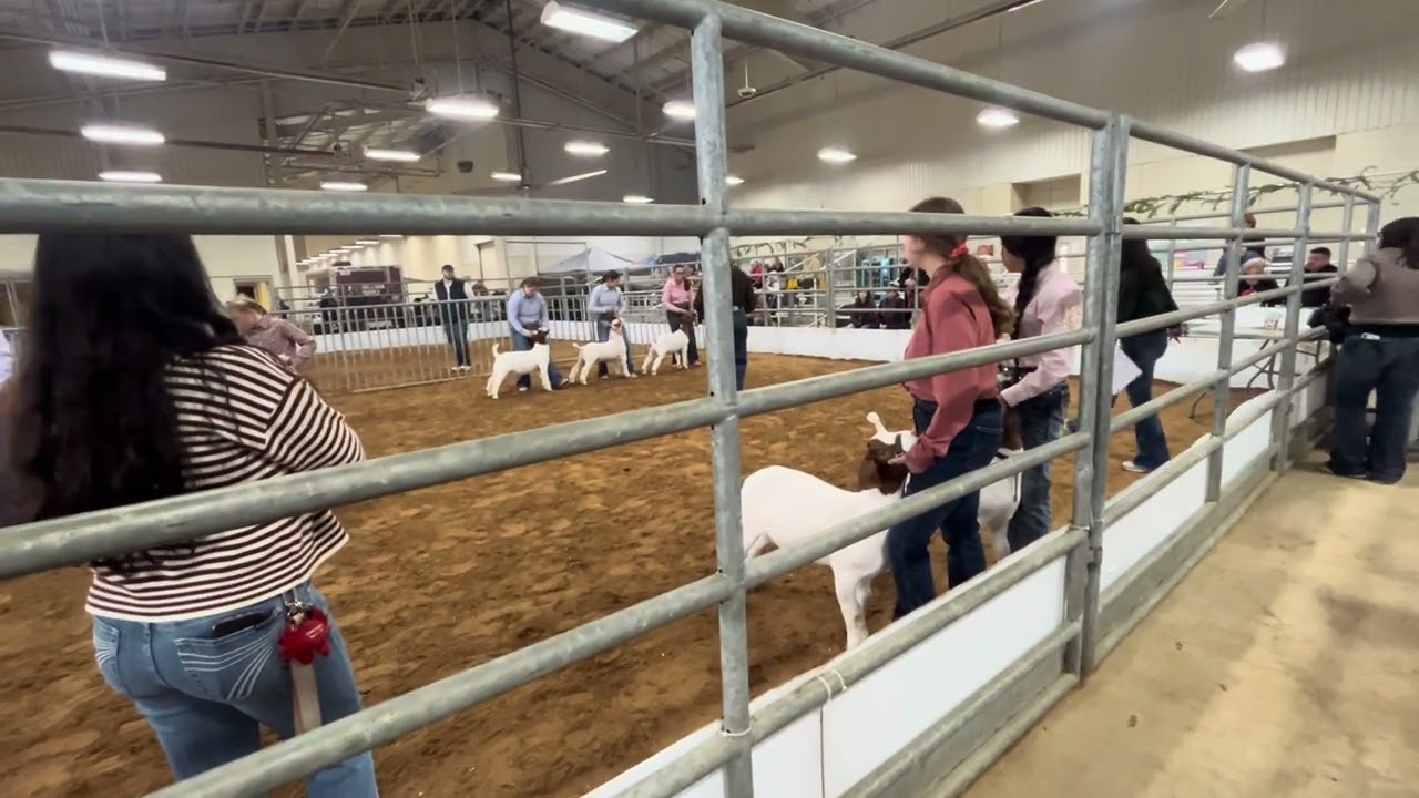 Natalie and Ruben in Ring B at Christmas in Crowley. Ruben was tired and did not place.