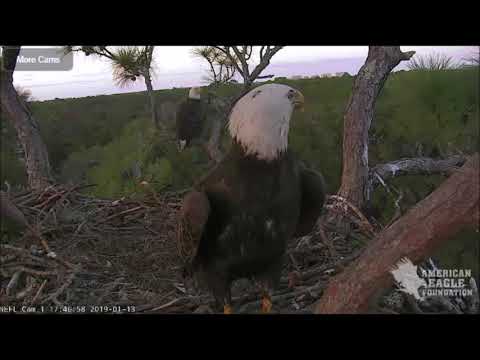 AEF NEFL Eagle Cam 1-13-19: Samson, Female Friend, and Visiting Sub-adult