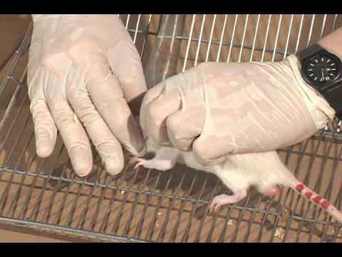 Vídeo: Impacto Da Administração Autóloga De Sangue Total Nos Modelos Experimentais De Camundongos Da Infecção Aguda Por Trypanosoma Cruzi