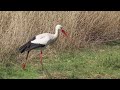 Ooievaar op zoek naar voedsel 19 03 2026