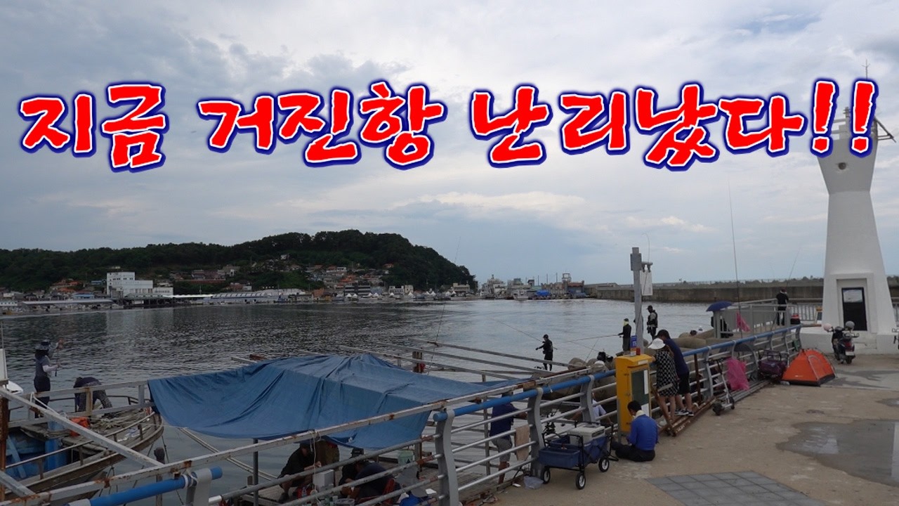 대형 참다랑어가 수만마리의 고기떼를 항구로 밀어 넣었다!! 