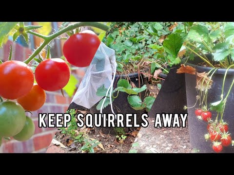فيديو: السناجب تأكل الطماطم - كيفية حماية نباتات الطماطم من السناجب