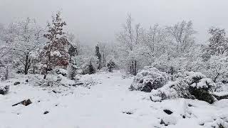 Yoğun Karda Tek Başıma Dağ Yürüyüş Yolunda Bata Çıka Ilerliyorum.seydişehir Kalafat Dağı,Ferzene.