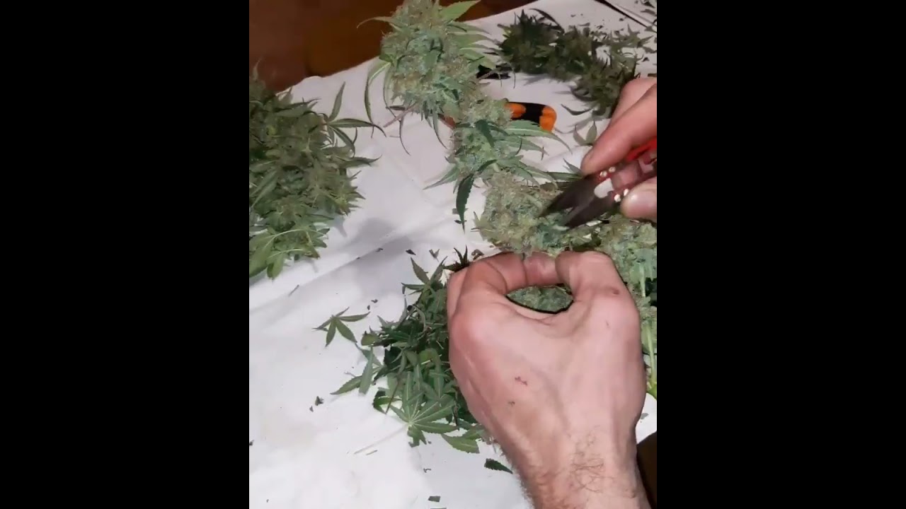 Franco Lemon Cheese harvested