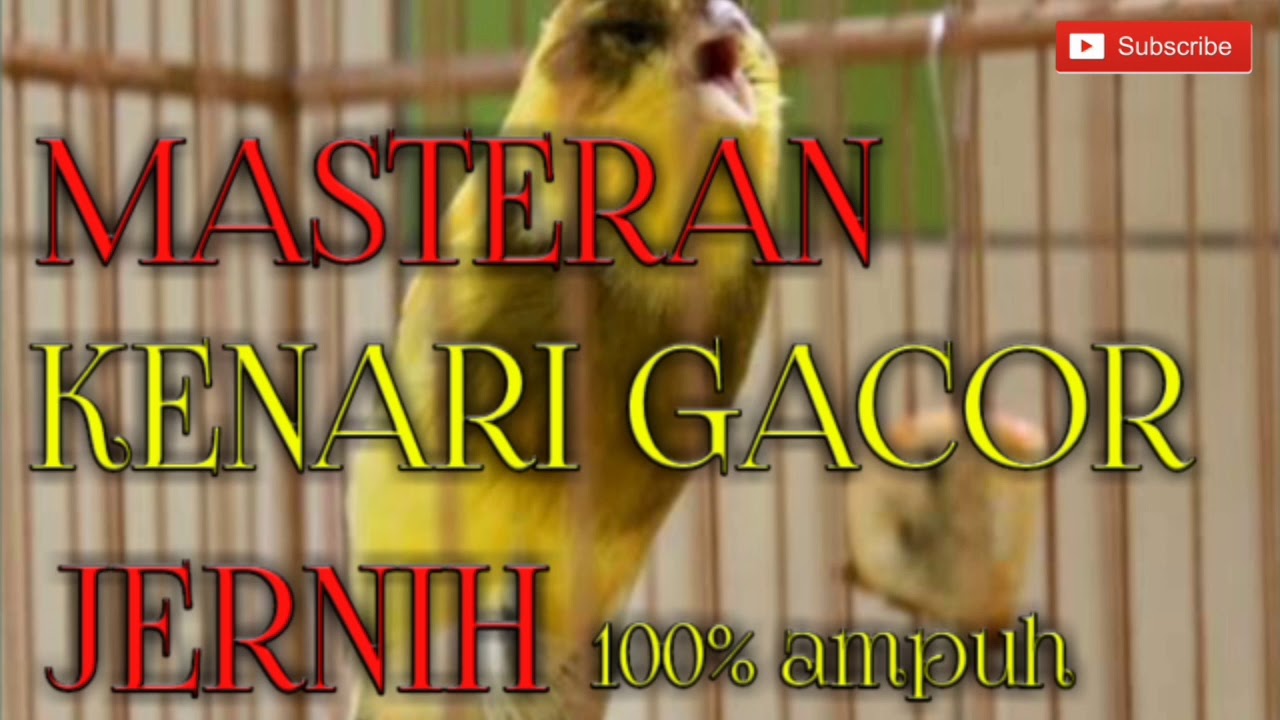 Suara Burung  Kenari  untuk Masteran Gacor  jernih YouTube