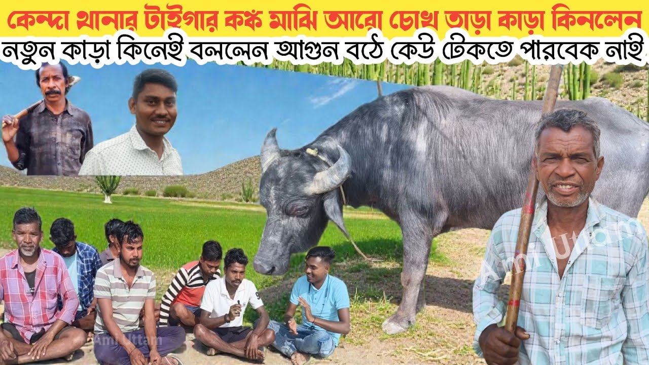 আগুন বরাবর চোখ তাড়া নতুন কাড়া কিনলেন কঙ্ক মাঝি! নতুন কাড়া কিনেই হাইভোল্টেজ বক্তব্য দেখুন।।