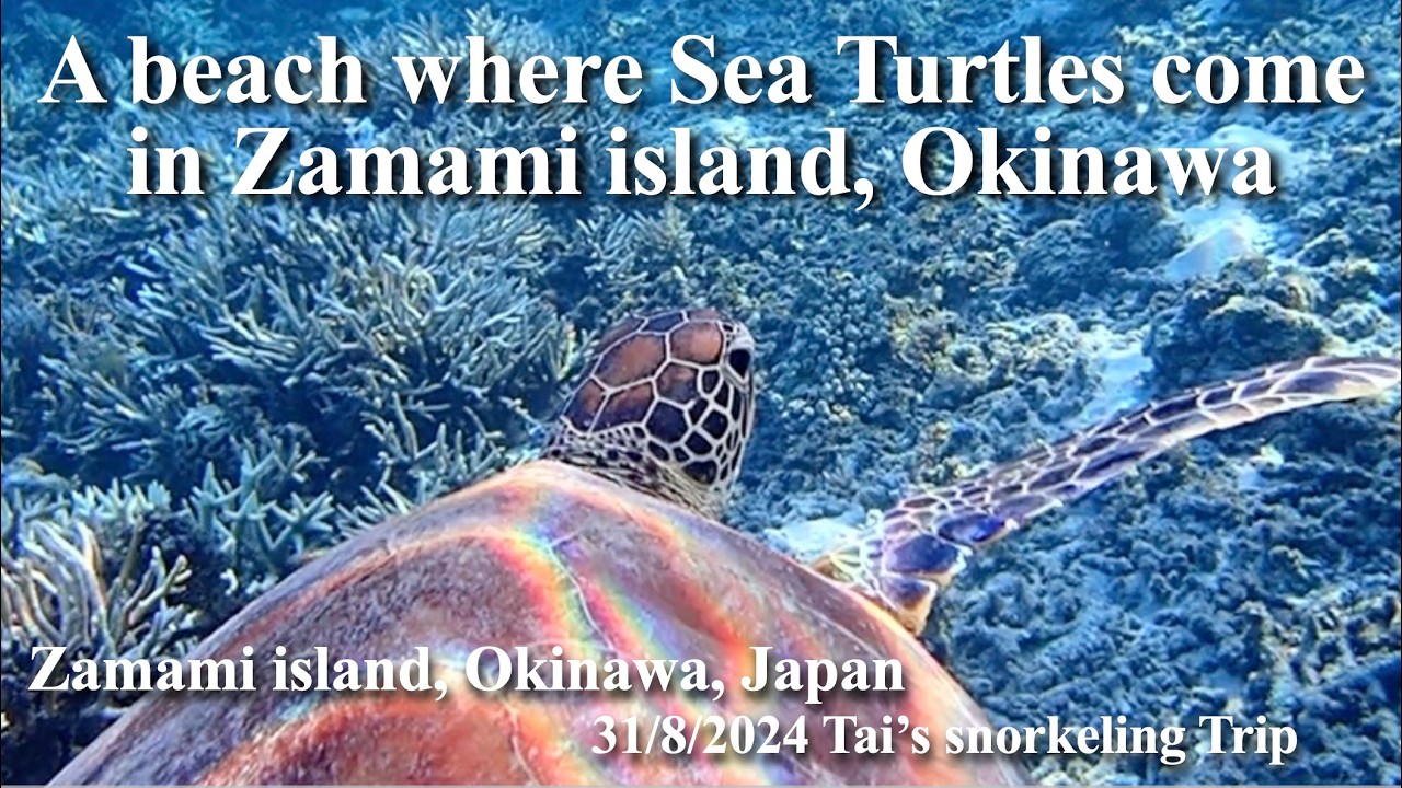 【#107 Tai’s Snorkeling Journey 】Snorkeling with Sea turtles  in Zamami island, Okinawa, Japan.