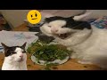 Try not to laugh  new funny cats and dog   just cats part 26