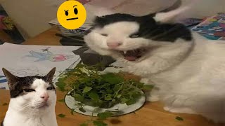 Try Not To Laugh 🤣 New Funny Cats And Dog Video 😹 - Just Cats Part 26