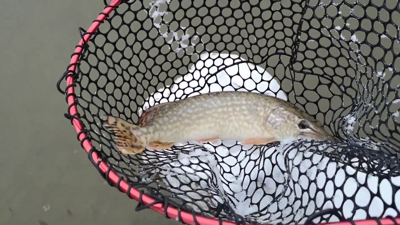 Takto sa to robí! Lov šťúk na prívlač v zime