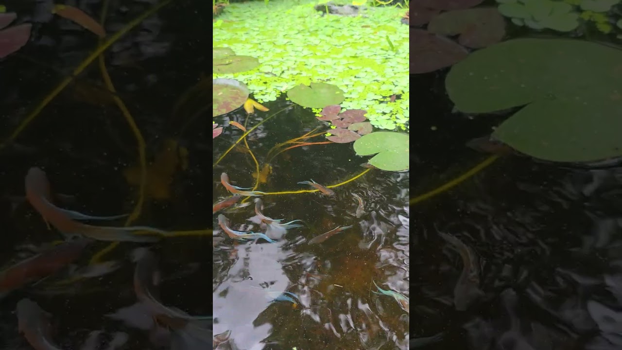 600 gallon tub pond with paradise fish, spring 2026