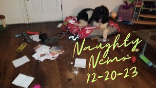 Naughty Nemo caught in the act - 12/20/23 by Ferretocious 68 views 4 months ago 4 minutes, 30 seconds