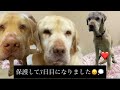 保護して3日目のラブラドール、りおくん