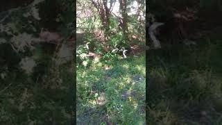 Pork chop the dog and one of his trees part 2