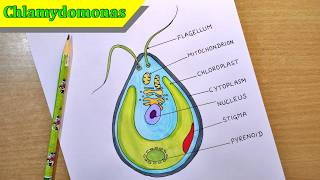 chlamydomonas diagram drawing | green algae diagram drawing | chlorophyceae diagram drawing
