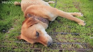 Veterinarians overwhelmed as pet adoption rates increase
