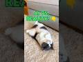 REAL VS AI CATS: Can you spot the glitch? 🧐 #cat #catlife #cats #catshorts #catvideos