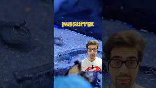 #Mudskipper Part 1: Species Profile  #pokemon #fish #mudkip #paludarium #Marshtomp #Swampert #nature