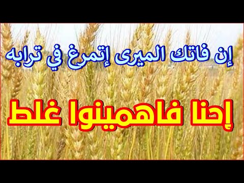 إن فاتك الميرى إتمرغ في ترابه احنا فهمناه غلط 2022