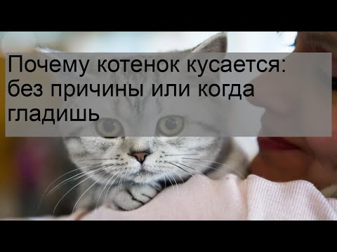 Почему котенок кусается: без причины или когда гладишь