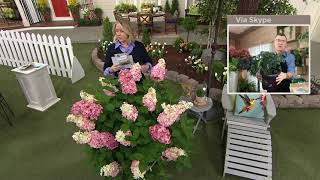 Roberta's 1-Piece First Editions Berry White Live Hydrangeas on QVC