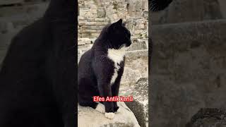 Efes Antik Kenti...sanki Gizli Bekçileri Tılsımlı Sanki. Her Köşe Başında Onlar Vardı