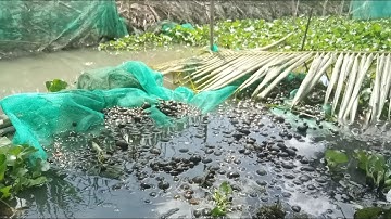 KỸ THUẬT THẢ ỐC GIỐNG BƯƠU ĐEN VÀ ỐC BỐ MẸ KHÔNG BỊ HAO HỤT VỀ SỐ LƯỢNG  16/3/2020