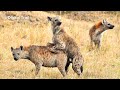 This Hyena Moment Messes Up The Wrong Opponent