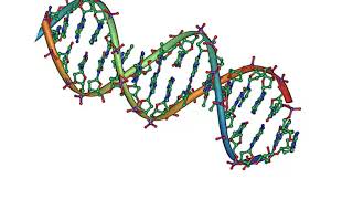 BIO204: Biomolecules Nucleic Acids