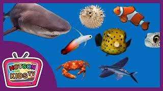 바다에는 어떤 동물이 있을까? EN | 어린이 바다생물 바다동물 상어 문어 물고기 등 | sea animals for kids by HOTSON KIDS TV핫슨키즈티비 121,710 views 5 years ago 10 minutes, 33 seconds