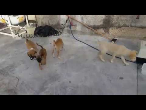 ‫דרום מתוק‬‎ - YouTube תנו לחיות